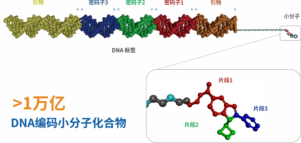 DNA编码化合物库 DNA编码化合物库